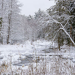 photo "In a Snowy Woodland"