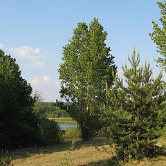 photo "Summer in Russia. Pine, poplar."