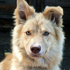 photo "portrait of a dog"