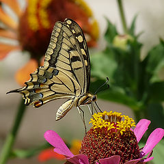 фото "Papilio machaon"