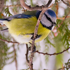 photo "A Concerned Birdy"