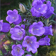 photo "a mellow chime of campanula"