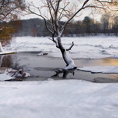 фото "Теплые краски зимы"