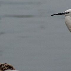 photo "sentinel in the port"