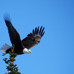 photo "Американский Орел"