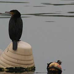 photo "cormorants"