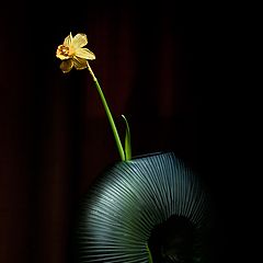 фото "still life with daffodils"