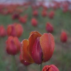 photo "Tulips"