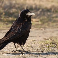 фото "(Corvus frugilegus)"