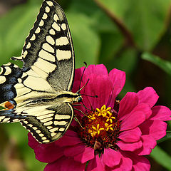 фото "Махао́н (лат. Papilio machaon)"