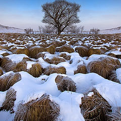 фото "Головы воинов Чингиз - Хана"