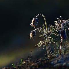 фото "И на камнях растут цветы..."