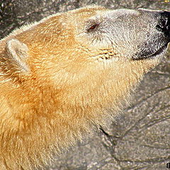 фото "Polar bear."