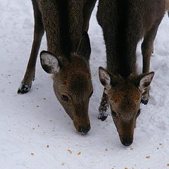 photo "Wildlife."