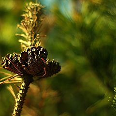 photo "Green bokeh..."