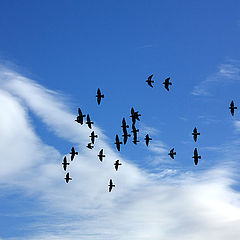 photo "Addicted to freedom / Увлекавшийся свободой"