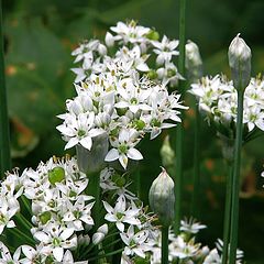 photo "Allium tuberosum flowers."