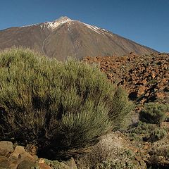 фото "Teide and friends"