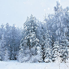 photo "Snowing"