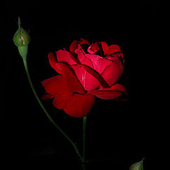 photo "Red Rose"