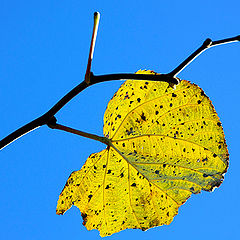 photo "The last leaf / Последний лист"