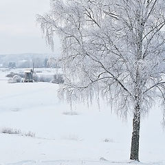 photo "Silver birch"