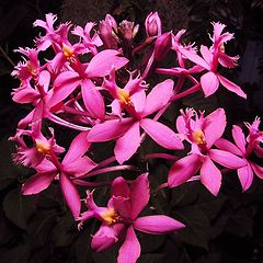 photo "Orchid - Epidendrum radicans."