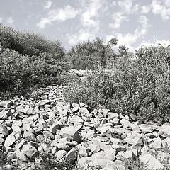 фото "dry stones (near the sea, summertime)"
