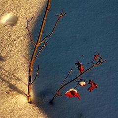 фото "Свет и тень"