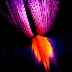 photo "Iris"