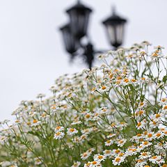 фото "За цветочной горой"