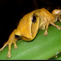 photo "Tree Frog"