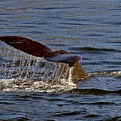 фото "Humpback whale tail"