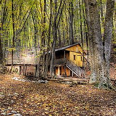 photo "Forest lighthouse"