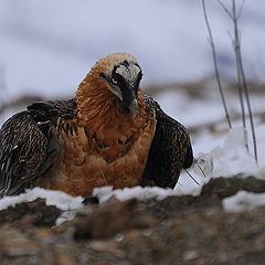 фото "Бородач ягнятник"