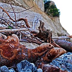 фото "The Rare Beach Wood Turtles"