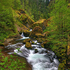 photo "Green warble"