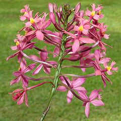 photo "Epidendrum radicans Orchid (2)"