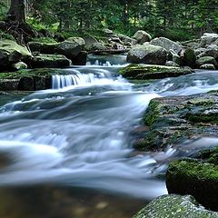 фото "In forest..."