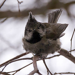 photo "Punks? Haven't seen..."