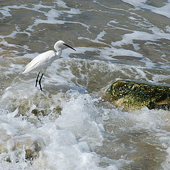 photo "Fishing"