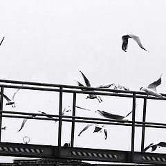 photo "fly zone"