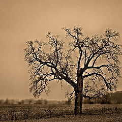 фото "Solitude"