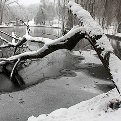 photo "Shot down by blizzard"