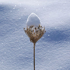 photo "I`m wait spring"