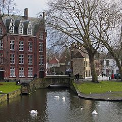 фото "Swans in Brugge"