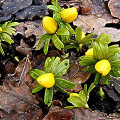 фото "Spring time in Europa."