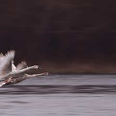 photo "Synchron in flight(Cygnus olor)"