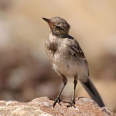 photo "Мotacilla alba"