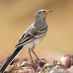 photo "Motacilla alba"